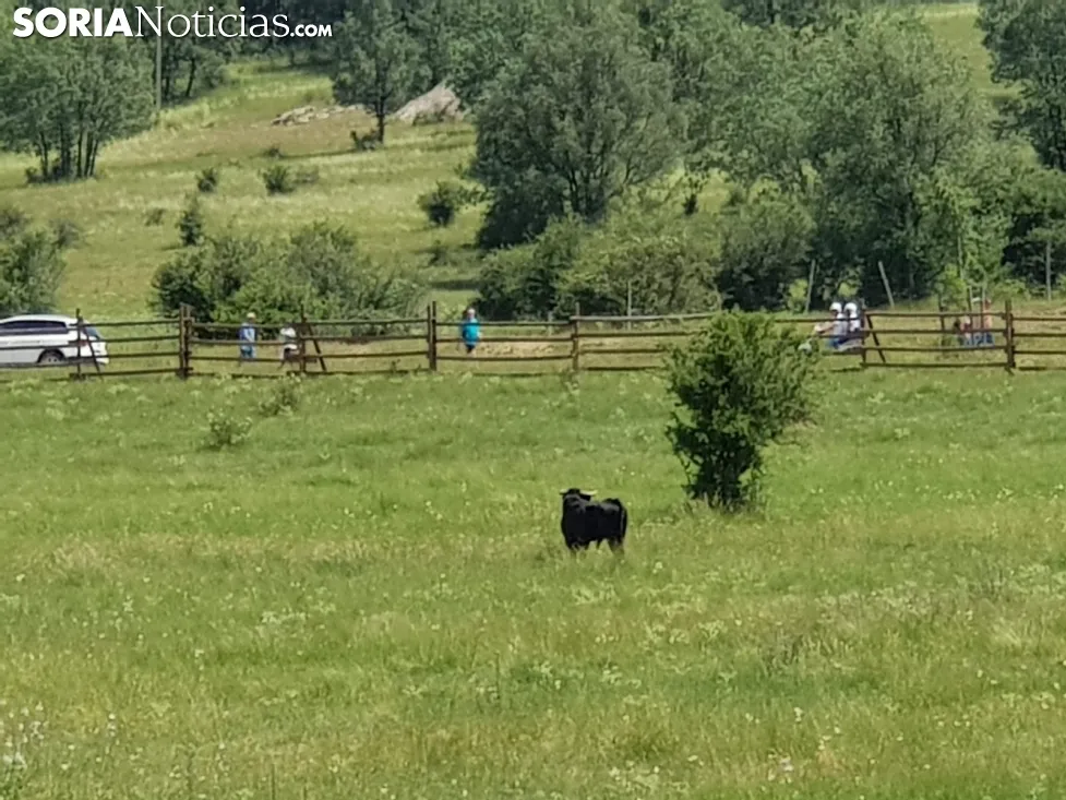 El toro rezagado, en un corral junto al camino de Pedrajas. SN