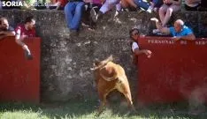 Uno de los toros antes de salir a Cañada Honda. /SN