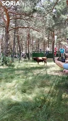 Salida de los toros rezagados desde el descansadero de la Vega de San Millán. SN