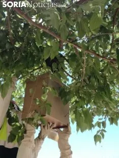 Foto 6 - Las abejas tambi&eacute;n se rebelan en &Oacute;lvega