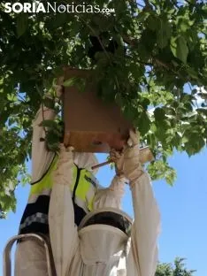 Foto 5 - Las abejas tambi&eacute;n se rebelan en &Oacute;lvega