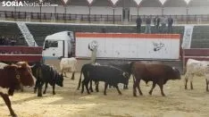 Llegada de los novillos a la plaza de toros de Soria 