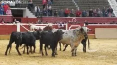 Llegada de los novillos a la plaza de toros de Soria 