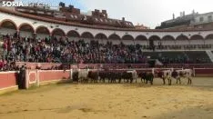 Llegada de los novillos a la plaza de toros de Soria 