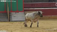 Llegada de los novillos a la plaza de toros de Soria 