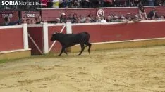 Llegada de los novillos a la plaza de toros de Soria 