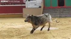 Llegada de los novillos a la plaza de toros de Soria 
