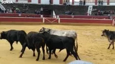 Llegada de los novillos a la plaza de toros de Soria 