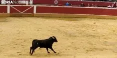 Llegada de los novillos a la plaza de toros de Soria 