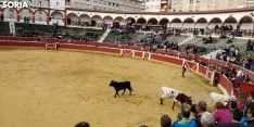 Llegada de los novillos a la plaza de toros de Soria 