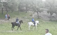 Entrada de los novillos de La Saca en los corrales de Cañada Honda. /SN