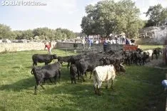 Entrada de los novillos de La Saca en los corrales de Cañada Honda. /SN