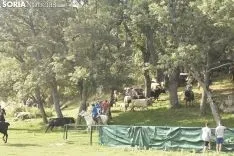 Entrada de los novillos de La Saca en los corrales de Cañada Honda. /SN