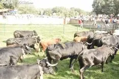 Entrada de los novillos de La Saca en los corrales de Cañada Honda. /SN