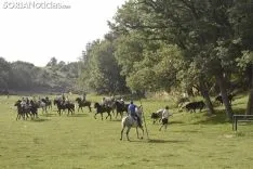 Entrada de los novillos de La Saca en los corrales de Cañada Honda. /SN