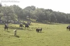 Entrada de los novillos de La Saca en los corrales de Cañada Honda. /SN