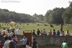 Entrada de los novillos de La Saca en los corrales de Cañada Honda. /SN
