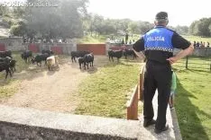Entrada de los novillos de La Saca en los corrales de Cañada Honda. /SN