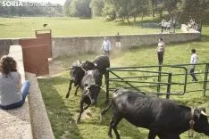 Entrada de los novillos de La Saca en los corrales de Cañada Honda. /SN