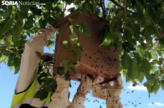 Las abejas también se rebelan en Ólvega