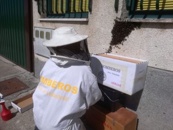 Bomberos de Valladolid alcanzan ya las 60 intervenciones relacionadas con abejas, el triple que en todo 2017