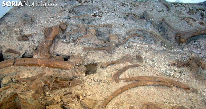 Restos paleontológicos en el museo de Ambrona. /SN