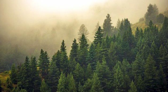 Ingenieros de montes y técnicos forestales se movilizarán si la Junta no retira el borrador que suprime 52 plazas