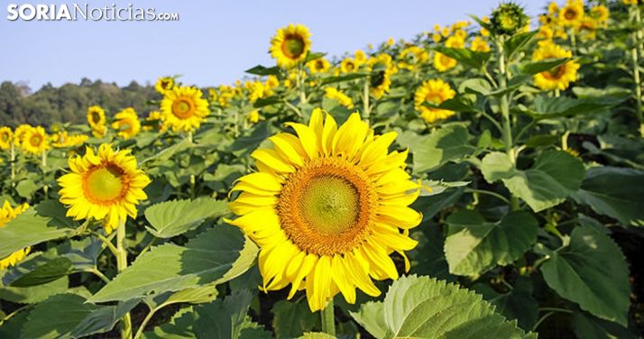 Girasoles en un campo de la provincia. /SN