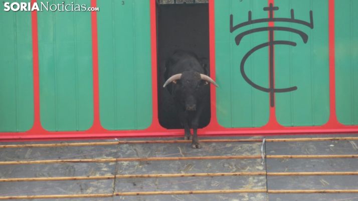 Llegada de los novillos a la plaza de toros de Soria 