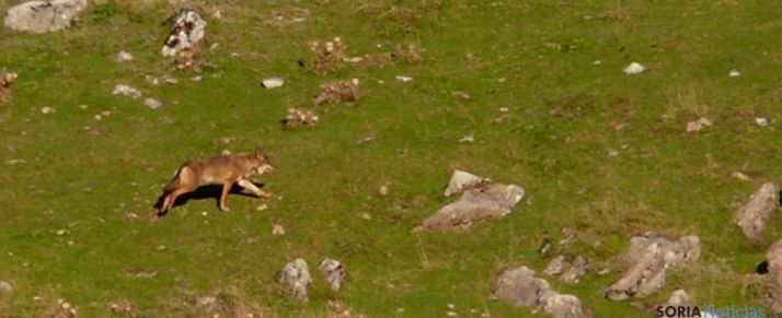 Más de 0,2 M&euro; para ganaderos perjudicados por el lobo al sur del Duero