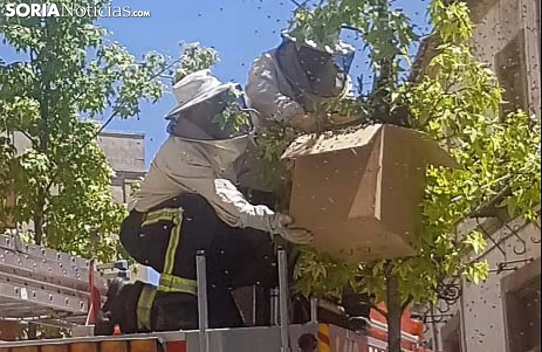Los bomberos recogiendo el enjambre. /SN