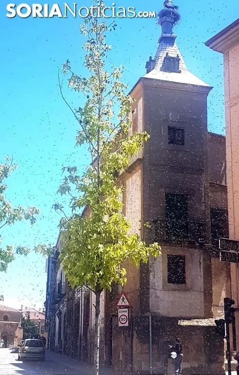 Foto 2 - Nuevo enjambre, esta vez en la plaza Ram&oacute;n y Cajal