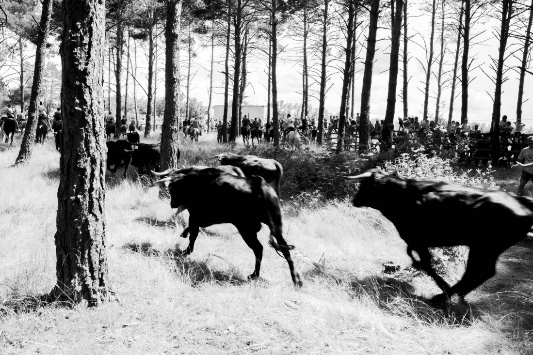 Imagen del concurso fotográfico sanjuanero de Soria Noticias. 