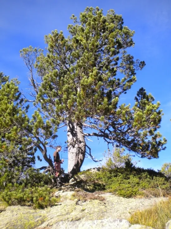 Foto 2 - Un estudio de la Uva afirma que los pinos negros del Pirineo se expanden con mayor rapidez de lo habitual