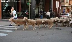 Una imagen del paso del ganado por la ciudad. /SN