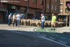 Una imagen del paso del ganado por la ciudad. /SN