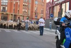 Una imagen del paso del ganado por la ciudad. /SN