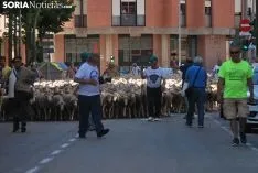 Una imagen del paso del ganado por la ciudad. /SN