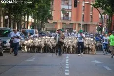 Una imagen del paso del ganado por la ciudad. /SN