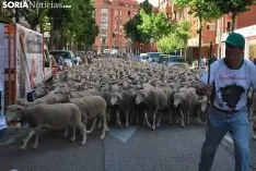 Una imagen del paso del ganado por la ciudad. /SN