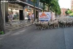 Una imagen del paso del ganado por la ciudad. /SN