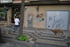 Una imagen del paso del ganado por la ciudad. /SN