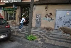 Una imagen del paso del ganado por la ciudad. /SN