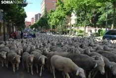 Una imagen del paso del ganado por la ciudad. /SN