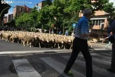 Una imagen del paso del ganado por la ciudad. /SN
