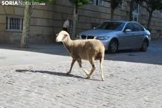 Una oveja descarriada del grupo a la altura de la Subdelegación. /SN