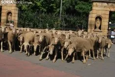 Una imagen del paso del ganado por la ciudad. /SN