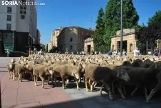 Una imagen del paso del ganado por la ciudad. /SN