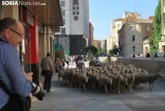 Una imagen del paso del ganado por la ciudad. /SN