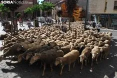 Una imagen del paso del ganado por la ciudad. /SN